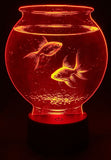 Goldfish Bowl Edge-Lit Acrylic Lamp – A Glowing Slice of Underwater Serenity